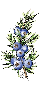 Juniper