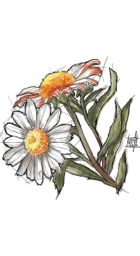 Camomile