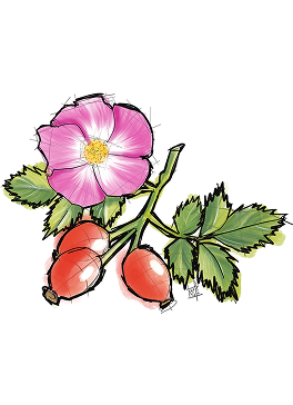 Rose Hip